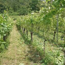 Some leaf pruning done.