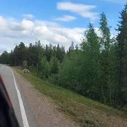 Wenn der "Chef" Angst bekommt laufen alle hinterher