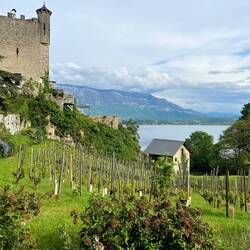Kleiner Weinberg am Chateau de Bourdeau