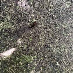 Krabben haben wir in Massen im Park gesehen