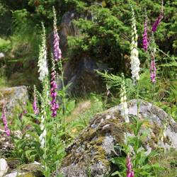 Viel Farbe am Wegesrand 😊