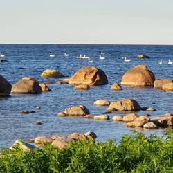 Findlinge: Die ganze Küste bis Tallinn ist voll davon