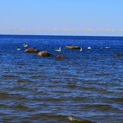 Hunderte von Schwänen tummeln sich im Meer