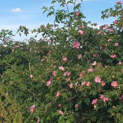 Überall am Strand blühen derzeit diese Rosen