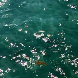 Übrigens, uf em Wäg zur POS hät en Windstoss d'Zimmercharte versänkt