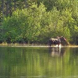Moose at our campground last night