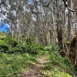 Eucalyptus Forest