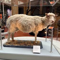 Dolly (July 1996 – February 2003) was a female Finn-Dorset sheep and the first mammal that was
