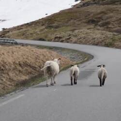 ...Schafe!🐑🐑🐑