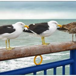 Dad, mum and junior on the pier