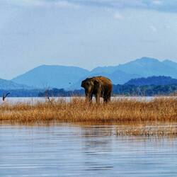 Stilleben mit Elephant