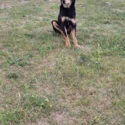 Unser erster mongolischer Wachhund