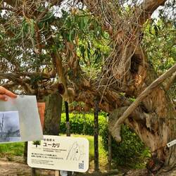 Erstaunlich, dass dieser Eukalyptus nur 700m vom Epizentrum überlebt hat...