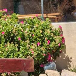 Kolibribesuch im Garten 😍