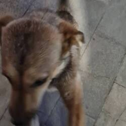 i get the urge to adopt a dog all the time, but i was actually close to flying home for this one :(