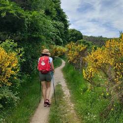 Ça sent chaspignac (Odeur des genets de mon enfance)