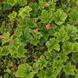 Die Moltebeere 😋 noch nicht reif.