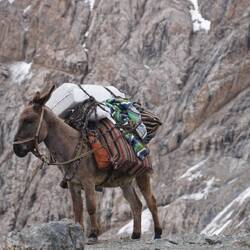 my favourite donkey, jimmy