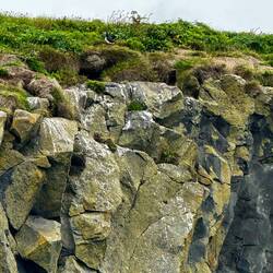 A puffin up on the ledge!