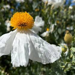Sunny side up (Poppy flower) !