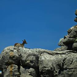 Die erste Bergziege