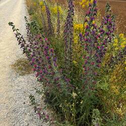 So much lavender to be found . More to come in coming days