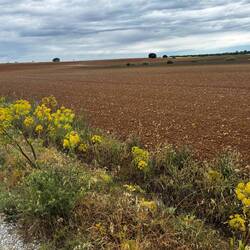 More of the vast & flat Meseta