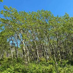 Aspen trees. They are wonders of the tree world. They photosynthesize on both side of the leaf!