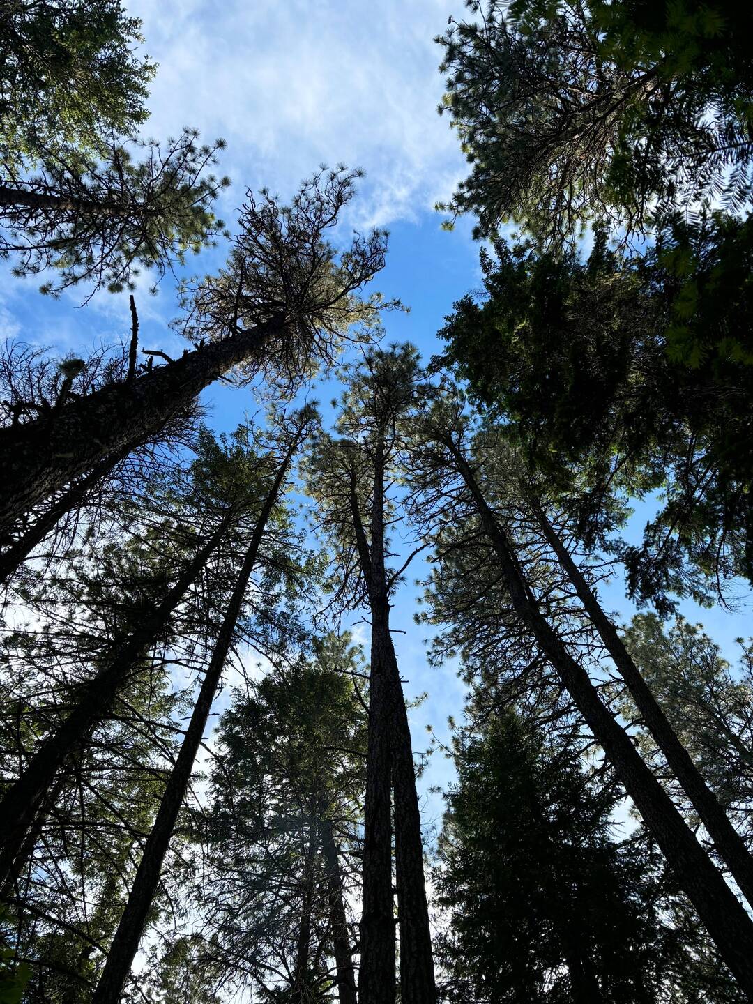 Big trees. So beautiful