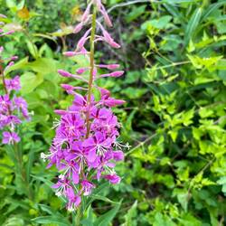 Lots of pretty wildflowers