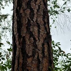Ponderosa Pine. It smells like vanilla!