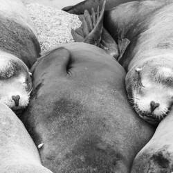 Seelöwen in Monterey