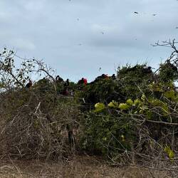 Fregattvögel bei der Balz