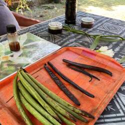 Vanilleschoote in allne Stadie