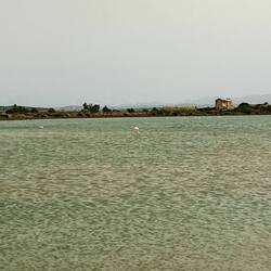 Heute Morgen wieder ein paar Flamingos gesehen