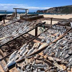 Stockfisch Herstellung