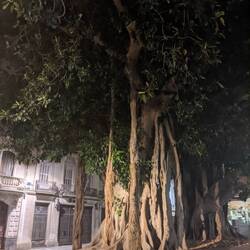 Ficus gicanteschi nella Plaza San Francisco nel centro storico di Cartagena