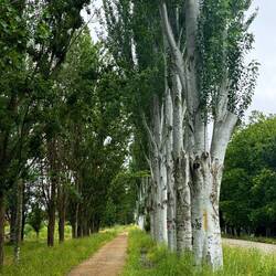 More cool trees leaving Sahagun