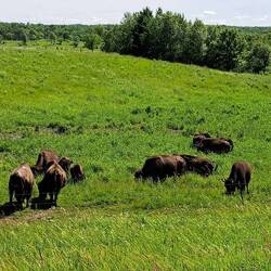 A small herd of buffalo 🐃