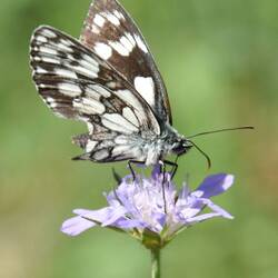 Schachbrett Schmetterling