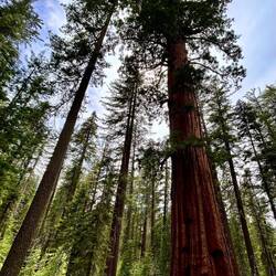 giant sequoia