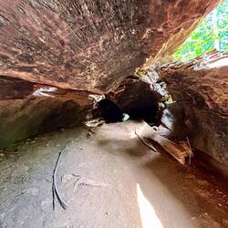 giant sequoia from the inside 😊