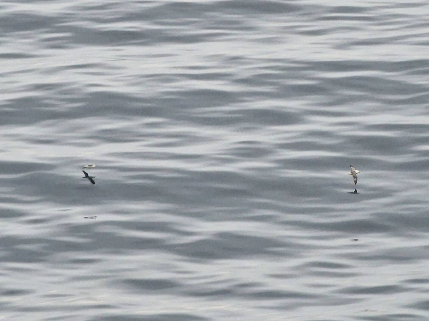 Glatte See, sogar die Möwen spiegeln sich im Wasser