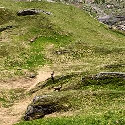 Und dann sogar echte!