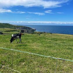 A cow's life in Spain
