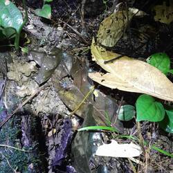 Nachtwanderung mit Brandon. Findest du die Spinne?