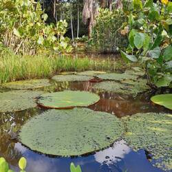 Victoria amazonica, die Riesenseerose