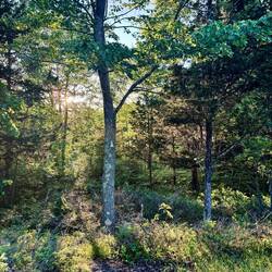 Big Rideau Plateau Trail