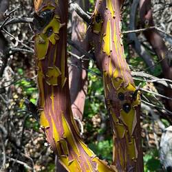 Madrone tree