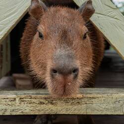 Baby Capybara